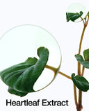 Heartleaf 77% Soothing Toner