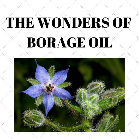 The Wonders of Borage Oil