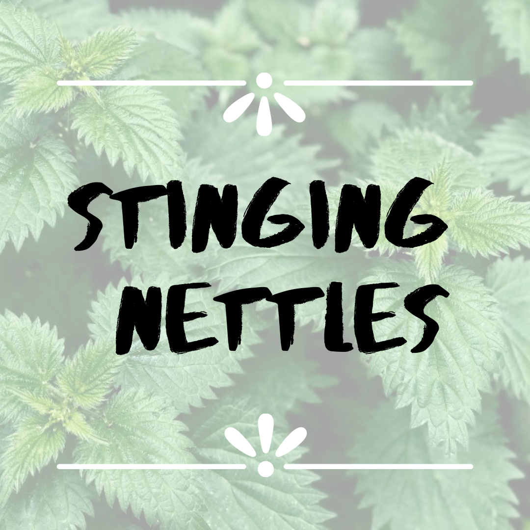 The Good Side of Stinging Nettles